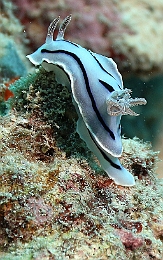 Sipadan_2015_Nudibranche_Doris de Loch_Chromodoris lochi_IMG_2291_rc